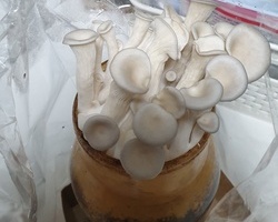 버섯 키우기